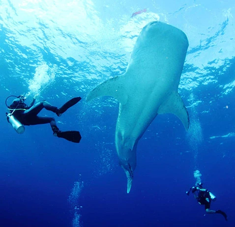 gallery-dive-in-philippines